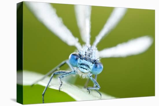 Common Blue Damselfly (Enallagma Cyathigerum), Close Up Portrait-Ross Hoddinott-Stretched Canvas