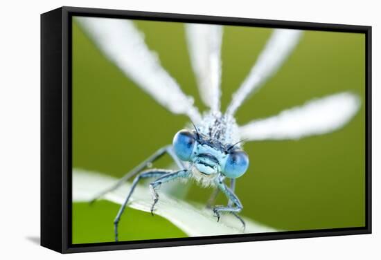 Common Blue Damselfly (Enallagma Cyathigerum), Close Up Portrait-Ross Hoddinott-Framed Stretched Canvas