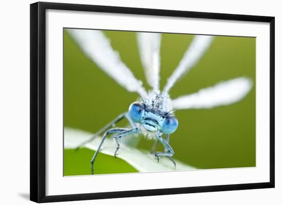 Common Blue Damselfly (Enallagma Cyathigerum), Close Up Portrait-Ross Hoddinott-Framed Photographic Print