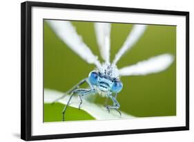 Common Blue Damselfly (Enallagma Cyathigerum), Close Up Portrait-Ross Hoddinott-Framed Photographic Print