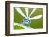 Common Blue Damselfly (Enallagma Cyathigerum), Close Up Portrait-Ross Hoddinott-Framed Photographic Print