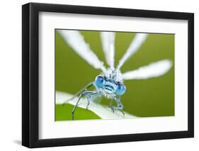 Common Blue Damselfly (Enallagma Cyathigerum), Close Up Portrait-Ross Hoddinott-Framed Photographic Print