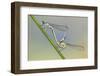 Common Blue Damselfly {Enallagma Cyathigerum}, Mating Pair, Little Bradley Ponds, Devon, UK. July-Ross Hoddinott-Framed Photographic Print