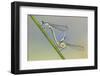 Common Blue Damselfly {Enallagma Cyathigerum}, Mating Pair, Little Bradley Ponds, Devon, UK. July-Ross Hoddinott-Framed Photographic Print