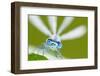 Common Blue Damselfly {Enallagma Cyathigerum}, Portrait, Tamar Lake, Cornwall, UK. June-Ross Hoddinott-Framed Photographic Print