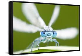 Common Blue Damselfly (Enallagma Cyathigerum), Tamar Lake, Cornwall, England, UK. June 2011-Ross Hoddinott-Framed Stretched Canvas