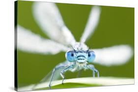 Common Blue Damselfly (Enallagma Cyathigerum), Tamar Lake, Cornwall, England, UK. June 2011-Ross Hoddinott-Stretched Canvas