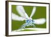 Common Blue Damselfly (Enallagma Cyathigerum), Tamar Lake, Cornwall, England, UK. June 2011-Ross Hoddinott-Framed Photographic Print