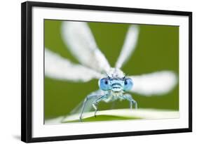 Common Blue Damselfly (Enallagma Cyathigerum), Tamar Lake, Cornwall, England, UK. June 2011-Ross Hoddinott-Framed Photographic Print