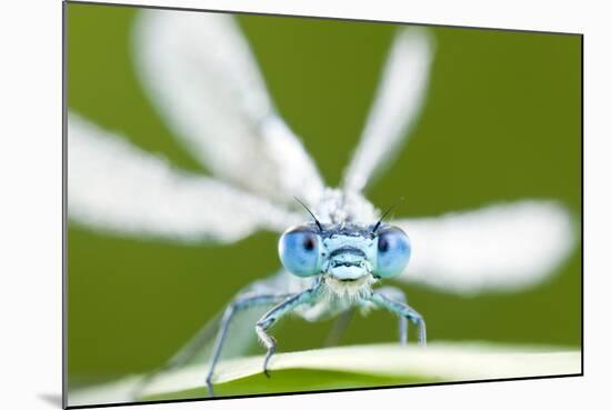 Common Blue Damselfly (Enallagma Cyathigerum), Tamar Lake, Cornwall, England, UK. June 2011-Ross Hoddinott-Mounted Photographic Print