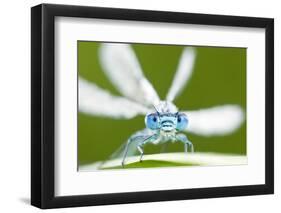 Common Blue Damselfly (Enallagma Cyathigerum), Tamar Lake, Cornwall, England, UK. June 2011-Ross Hoddinott-Framed Photographic Print