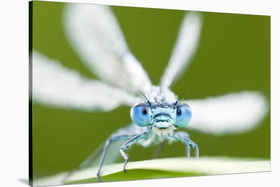 Common Blue Damselfly (Enallagma Cyathigerum), Tamar Lake, Cornwall, England, UK. June 2011-Ross Hoddinott-Stretched Canvas