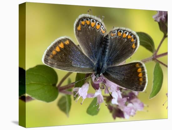 Common Blue Female on Flower of Marjoram-Andy Sands-Stretched Canvas