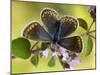 Common Blue Female on Flower of Marjoram-Andy Sands-Mounted Photographic Print
