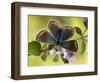 Common Blue Female on Flower of Marjoram-Andy Sands-Framed Photographic Print