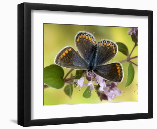 Common Blue Female on Flower of Marjoram-Andy Sands-Framed Photographic Print