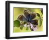 Common Blue Female on Flower of Marjoram-Andy Sands-Framed Photographic Print