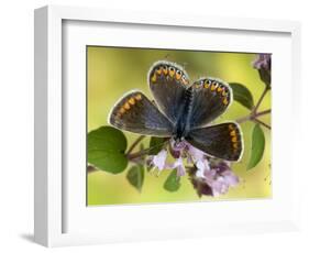 Common Blue Female on Flower of Marjoram-Andy Sands-Framed Photographic Print