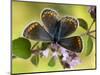 Common Blue Female on Flower of Marjoram-Andy Sands-Mounted Photographic Print