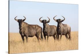 Common (blue) wildebeest (gnu) (Connochaetes taurinus), Mokala National Park, South Africa, Africa-Ann and Steve Toon-Stretched Canvas