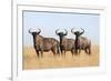 Common (blue) wildebeest (gnu) (Connochaetes taurinus), Mokala National Park, South Africa, Africa-Ann and Steve Toon-Framed Photographic Print