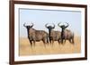 Common (blue) wildebeest (gnu) (Connochaetes taurinus), Mokala National Park, South Africa, Africa-Ann and Steve Toon-Framed Photographic Print