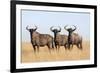 Common (blue) wildebeest (gnu) (Connochaetes taurinus), Mokala National Park, South Africa, Africa-Ann and Steve Toon-Framed Photographic Print