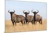 Common (blue) wildebeest (gnu) (Connochaetes taurinus), Mokala National Park, South Africa, Africa-Ann and Steve Toon-Mounted Photographic Print