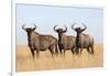 Common (blue) wildebeest (gnu) (Connochaetes taurinus), Mokala National Park, South Africa, Africa-Ann and Steve Toon-Framed Photographic Print