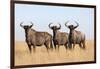 Common (blue) wildebeest (gnu) (Connochaetes taurinus), Mokala National Park, South Africa, Africa-Ann and Steve Toon-Framed Photographic Print