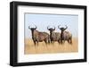 Common (blue) wildebeest (gnu) (Connochaetes taurinus), Mokala National Park, South Africa, Africa-Ann and Steve Toon-Framed Photographic Print