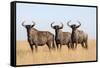 Common (blue) wildebeest (gnu) (Connochaetes taurinus), Mokala National Park, South Africa, Africa-Ann and Steve Toon-Framed Stretched Canvas