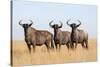 Common (blue) wildebeest (gnu) (Connochaetes taurinus), Mokala National Park, South Africa, Africa-Ann and Steve Toon-Stretched Canvas