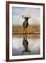 Common (blue) wildebeest (gnu) (Connochaetes taurinus) with reflection at waterhole, Zimanga privat-Ann and Steve Toon-Framed Photographic Print