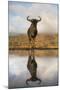 Common (blue) wildebeest (gnu) (Connochaetes taurinus) with reflection at waterhole, Zimanga privat-Ann and Steve Toon-Mounted Photographic Print