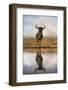 Common (blue) wildebeest (gnu) (Connochaetes taurinus) with reflection at waterhole, Zimanga privat-Ann and Steve Toon-Framed Photographic Print