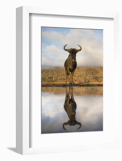 Common (blue) wildebeest (gnu) (Connochaetes taurinus) with reflection at waterhole, Zimanga privat-Ann and Steve Toon-Framed Photographic Print