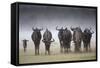 Common (Blue) Wildebeest (Gnu), in Rainstorm, Kgalagadi Transfrontier Park-Ann & Steve Toon-Framed Stretched Canvas
