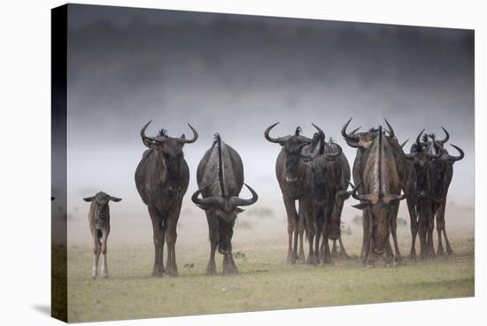 Common (Blue) Wildebeest (Gnu), in Rainstorm, Kgalagadi Transfrontier Park-Ann & Steve Toon-Stretched Canvas