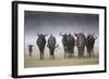 Common (Blue) Wildebeest (Gnu), in Rainstorm, Kgalagadi Transfrontier Park-Ann & Steve Toon-Framed Photographic Print