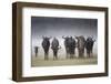 Common (Blue) Wildebeest (Gnu), in Rainstorm, Kgalagadi Transfrontier Park-Ann & Steve Toon-Framed Photographic Print