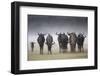 Common (Blue) Wildebeest (Gnu), in Rainstorm, Kgalagadi Transfrontier Park-Ann & Steve Toon-Framed Photographic Print