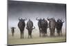 Common (Blue) Wildebeest (Gnu), in Rainstorm, Kgalagadi Transfrontier Park-Ann & Steve Toon-Mounted Photographic Print