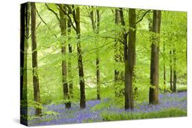 Common Bluebells (Hyacinthoides Non-Scripta) Flowering in a Beech Wood-Adam Burton-Stretched Canvas