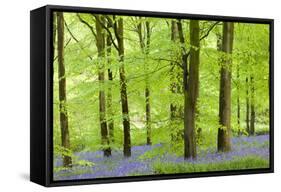 Common Bluebells (Hyacinthoides Non-Scripta) Flowering in a Beech Wood-Adam Burton-Framed Stretched Canvas