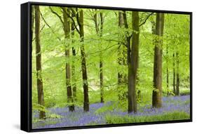 Common Bluebells (Hyacinthoides Non-Scripta) Flowering in a Beech Wood-Adam Burton-Framed Stretched Canvas