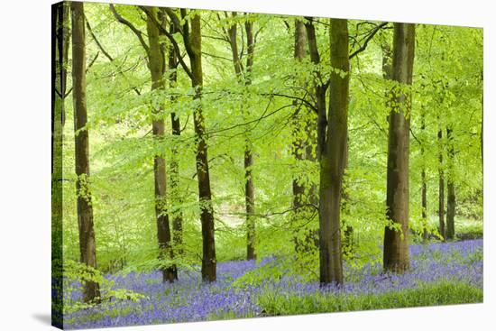 Common Bluebells (Hyacinthoides Non-Scripta) Flowering in a Beech Wood-Adam Burton-Stretched Canvas