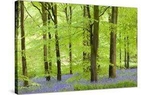 Common Bluebells (Hyacinthoides Non-Scripta) Flowering in a Beech Wood-Adam Burton-Stretched Canvas