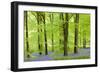 Common Bluebells (Hyacinthoides Non-Scripta) Flowering in a Beech Wood-Adam Burton-Framed Photographic Print