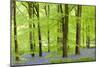 Common Bluebells (Hyacinthoides Non-Scripta) Flowering in a Beech Wood-Adam Burton-Mounted Photographic Print